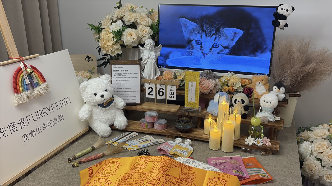 猫咪离世后怎么办？湛江猫主子告别指南